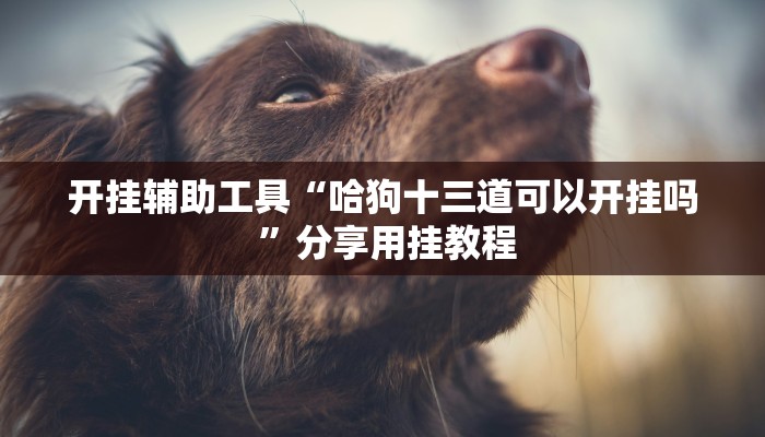 教程辅助“福建兄弟十三水开挂教程”其实确实有挂